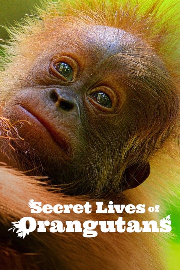 Secret Lives of Orangutans (2024) ชีวิตลับอุรังอุตัง